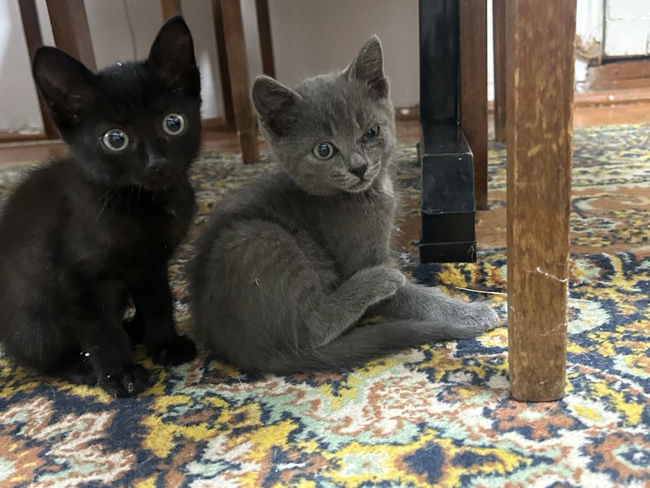 Отдам котят в добрые руки
