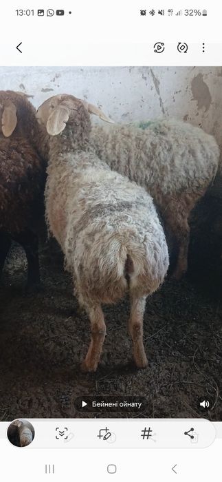 Гисар кой сатлады