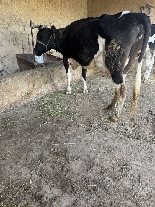 Сүтті Сиыр Сатылады