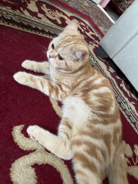 Кошка скотиш страйт