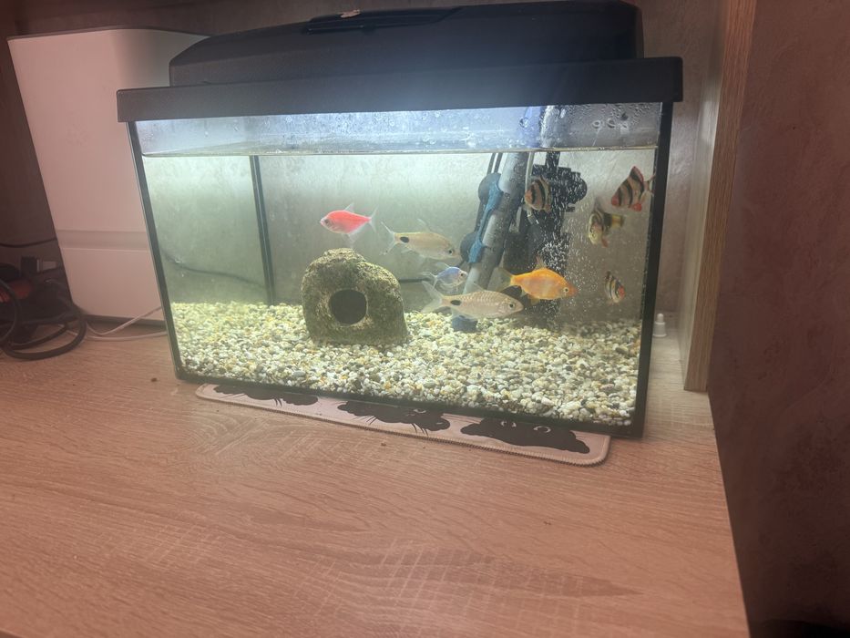 Продам недорого аквариум с рыбками