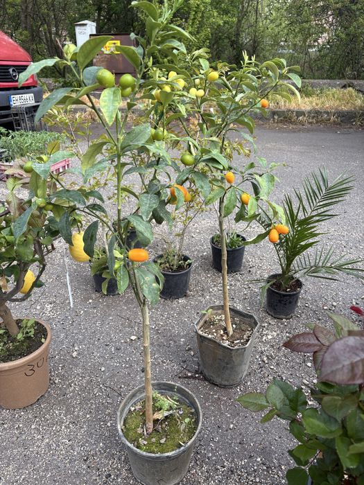 Лимони/Кумкуат и растения