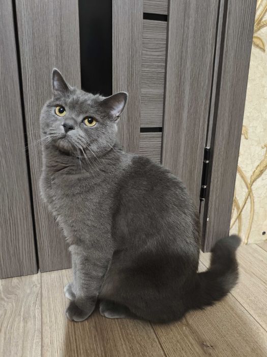 Взрослый кот Миша