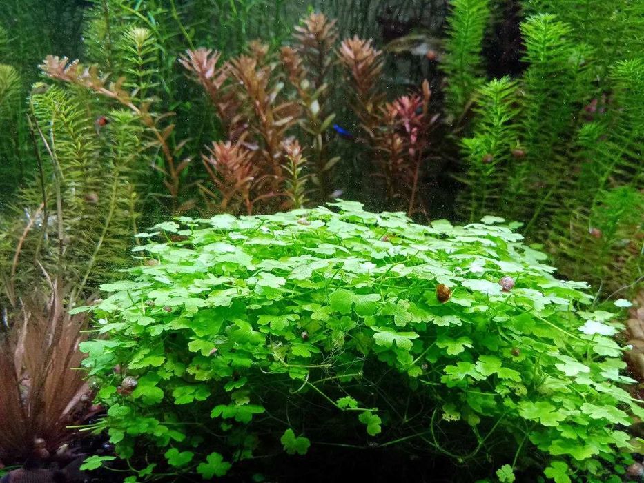 Продам аквариумные растения