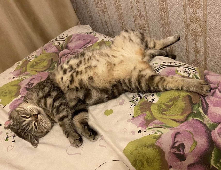 ,Кто потерял шотландскую кошку