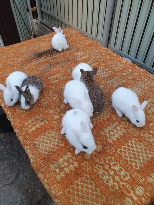 Iepurasi cu ochi albastri