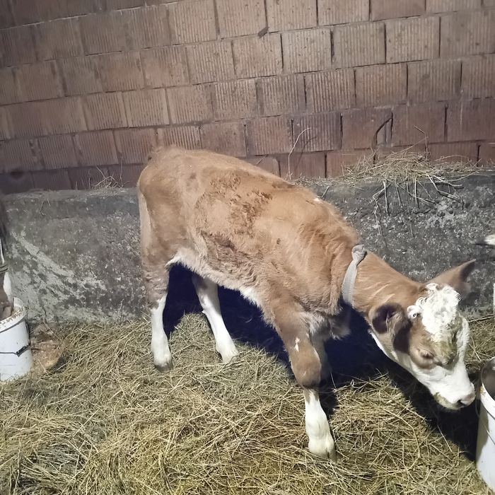 Vând vița de 5 săptămâni