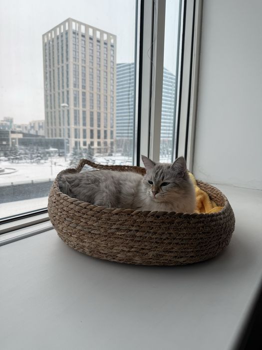 Ищу дом для котиков