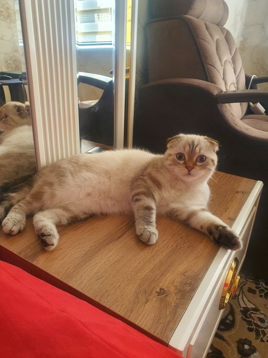 Скотиш фолд малчик