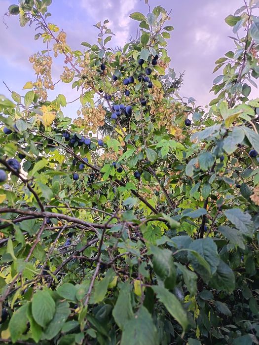 Продам дачу первое общество