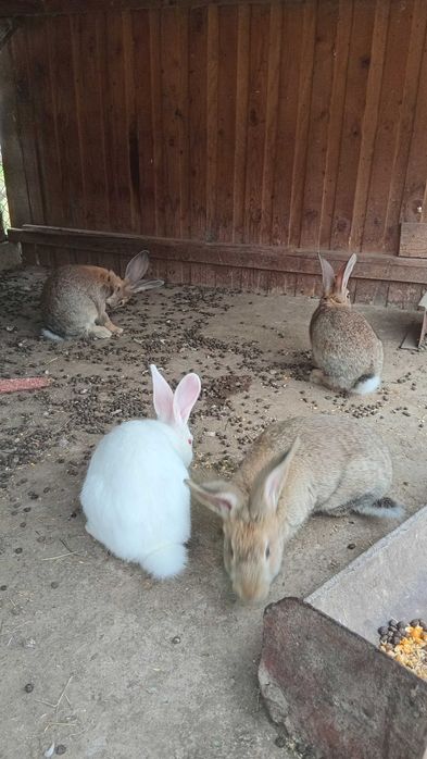 Vand iepurite Hycole Ffrancez