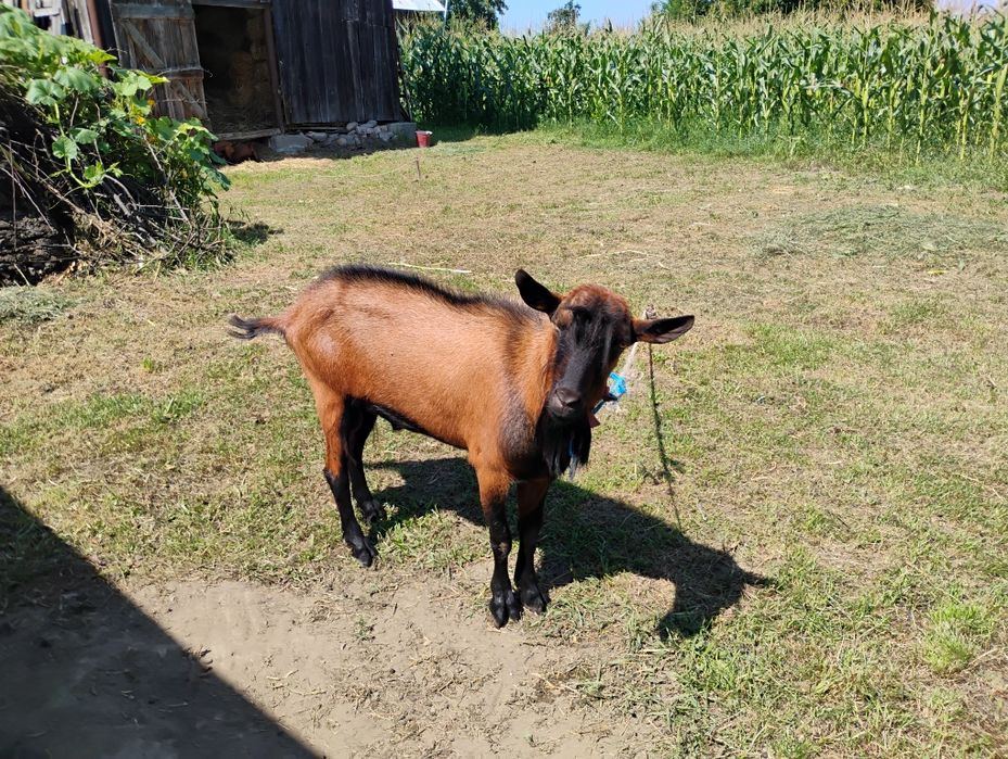 Vând, 2 capre si un țap, alpin francez