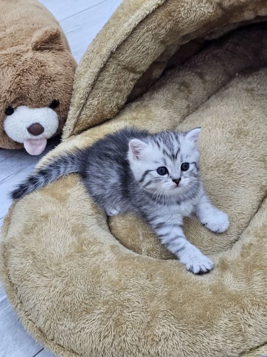 Котенок чистокровный британской шиншилы  мальчик
