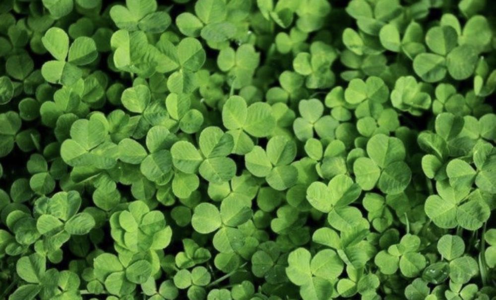 Beda urug’ беда уруг ОПТОМ.