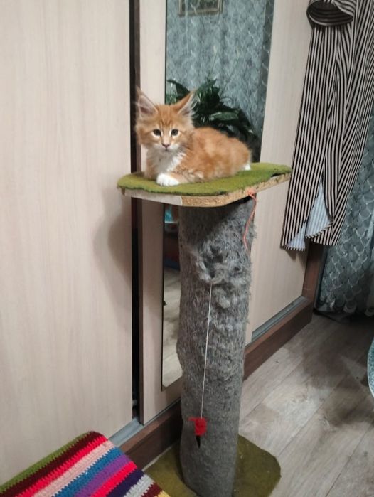 Продам котенка породы Мейн Кун.