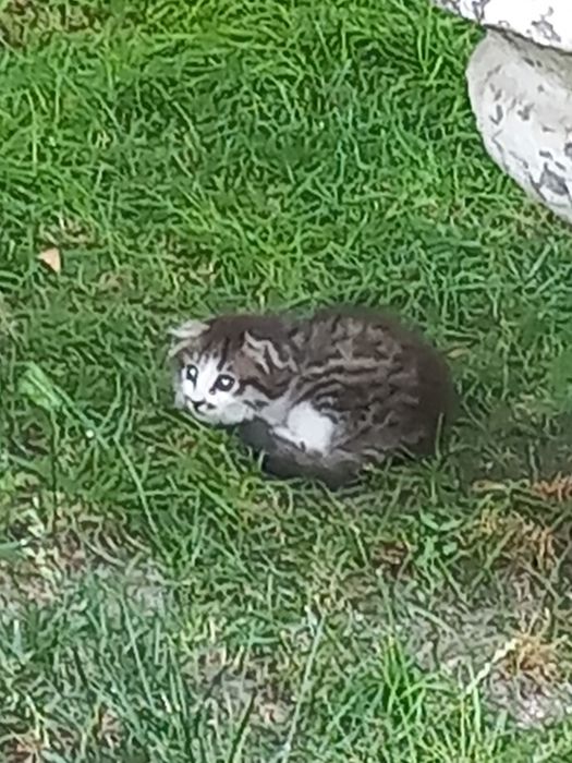 Котята  ушлоухие  два штуки