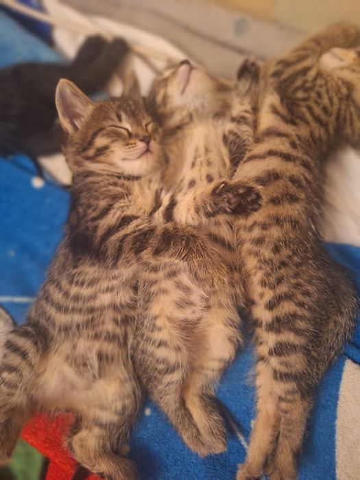 Отдам котят бесплатно