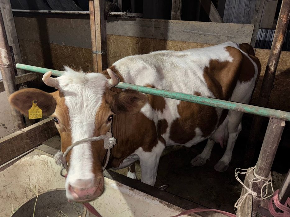 корова дойная семинтал