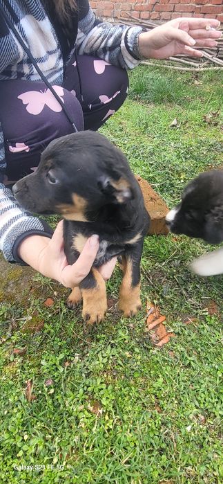 Сладки кучета подаряват