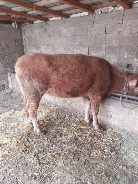 Vând vitea angus de un an