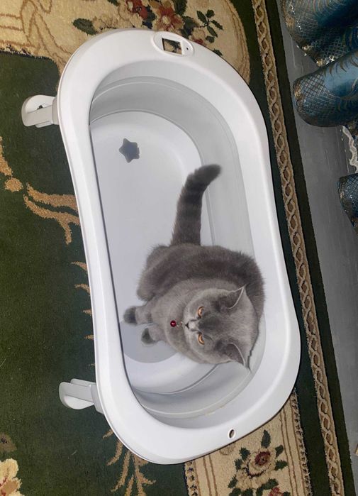 Chaqaloq cho'miltirish uchun yig'iladigan tog'ora