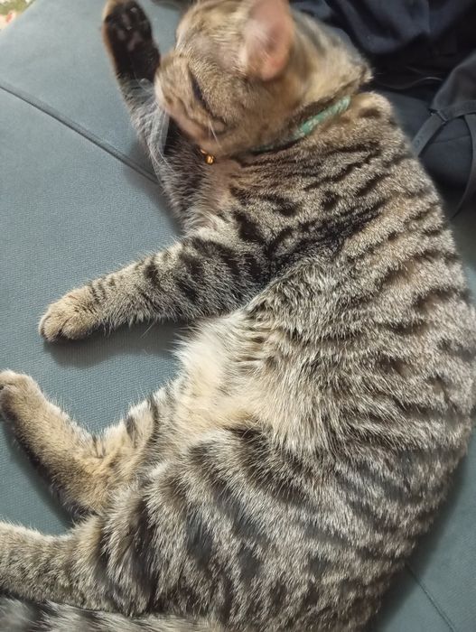 Shinshila zotli mushuk sotiladi