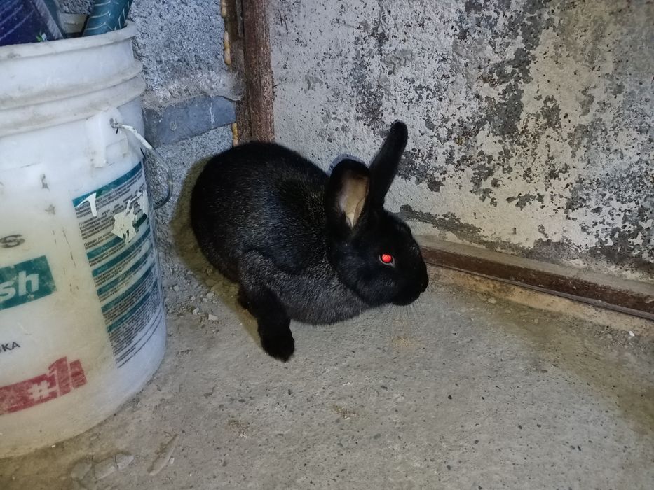 Үй қояны сатылады