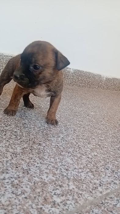 căței amstaff de o lună jumătate