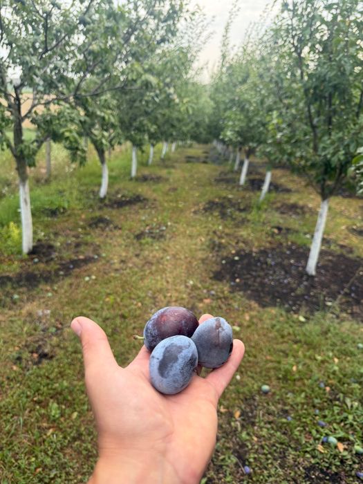 Prune pentru consum