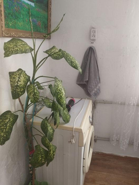 Продам комнатные цветы