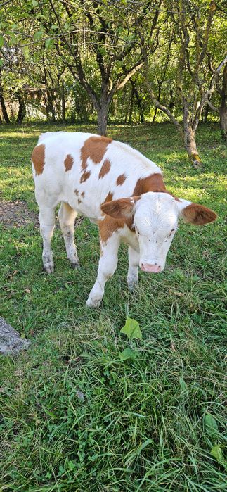 Vitea de rasa simmental