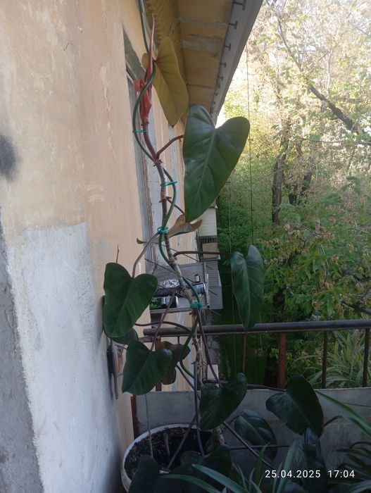 Продам черенки филодендрона