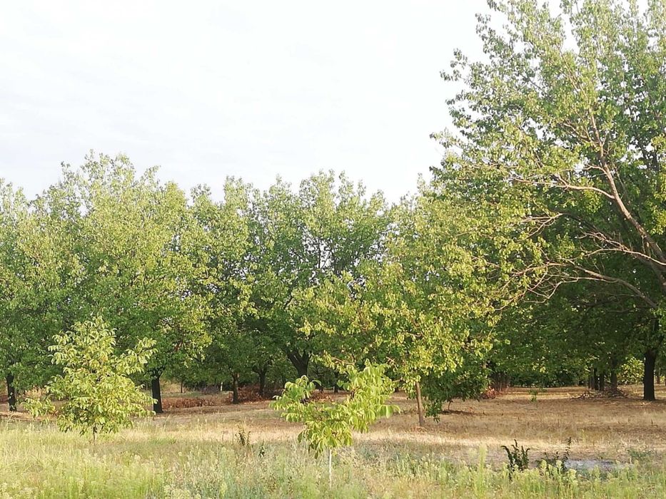 Продава се Земеделски имот в с. Калипетрово, Област Силистра -  кв.м за 5100 €/дка - Снимка #5