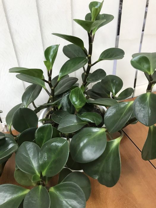 Продам комнатные цветы