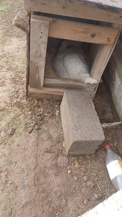 Продам 4 индюка с яйцами