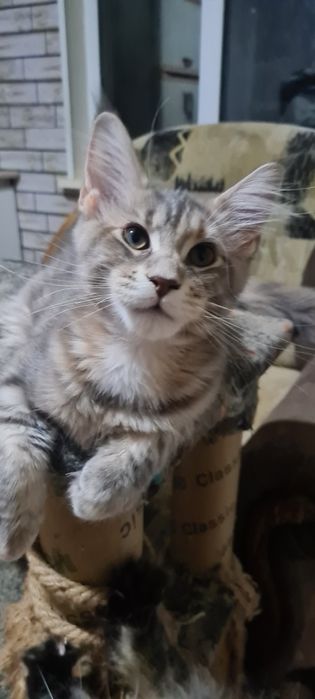 Котята мейн кун ,клубные.