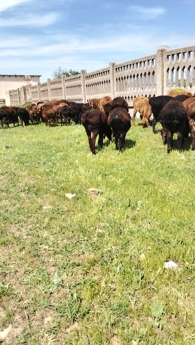 Продам декабрьский токты кошкар