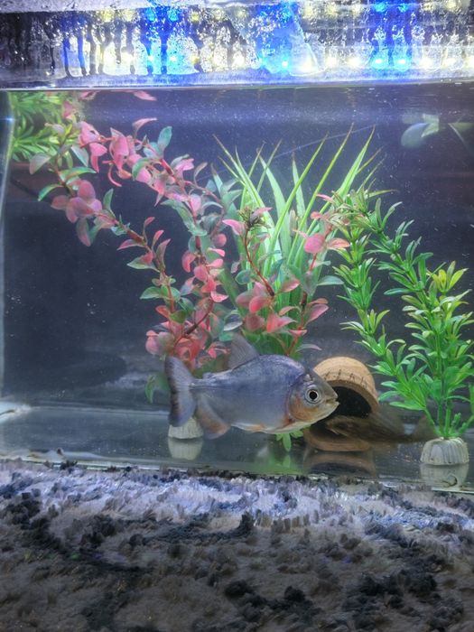 Pirania paku va dollar