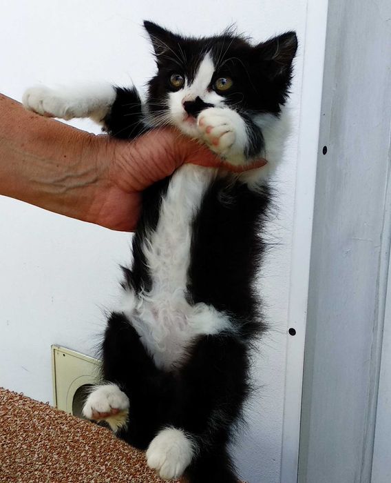 Подарявам малко котенце на 2 месеца