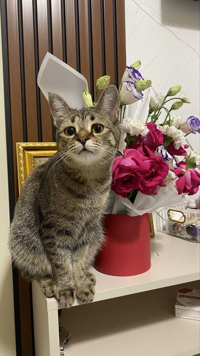 Кошка стерилизованная .