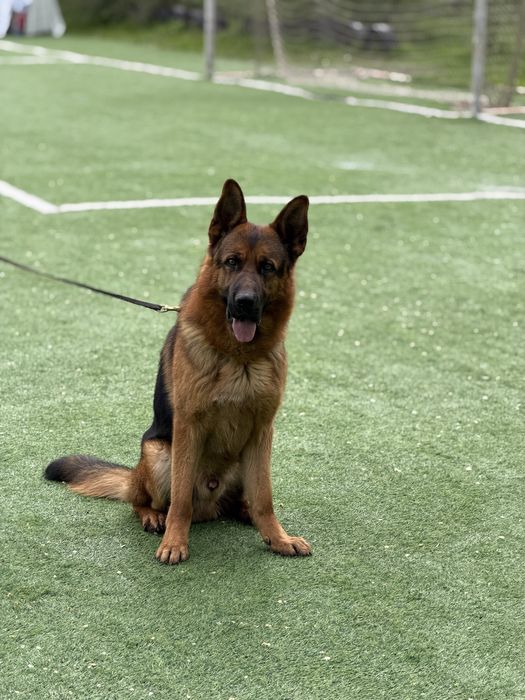 Вязка с элитным кобелем!