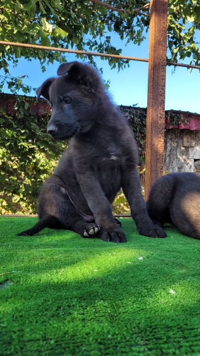 Ciobanesc  german linie lucru.