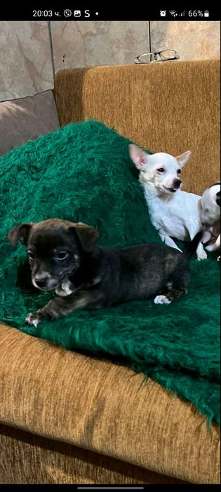 Куче пинчер-чихуахуа