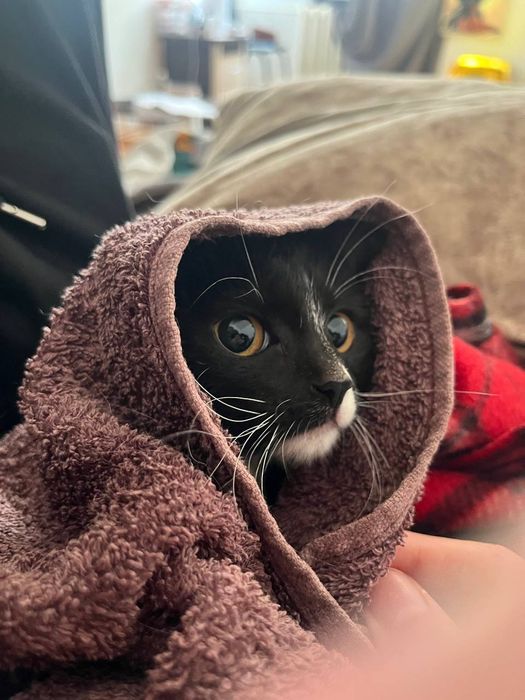 Котенок в хорошие руки