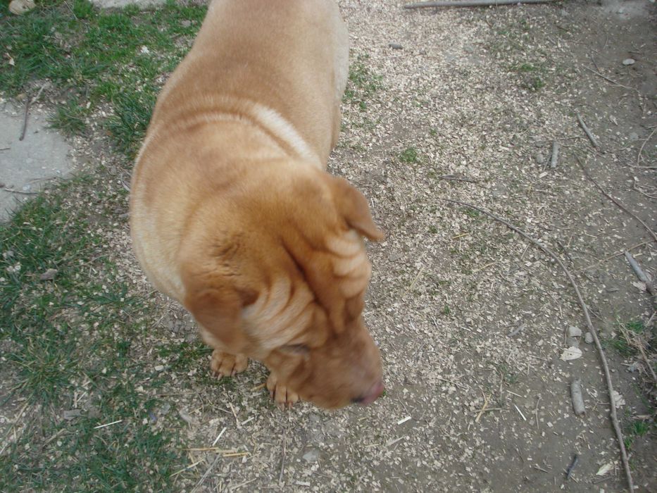 Donez caine SHARP PEI