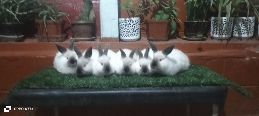 Kaliforniya quyon bolari sotiladi.