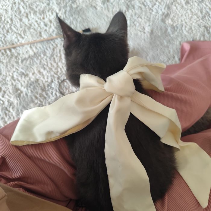 Котенок мальчик бесплатно