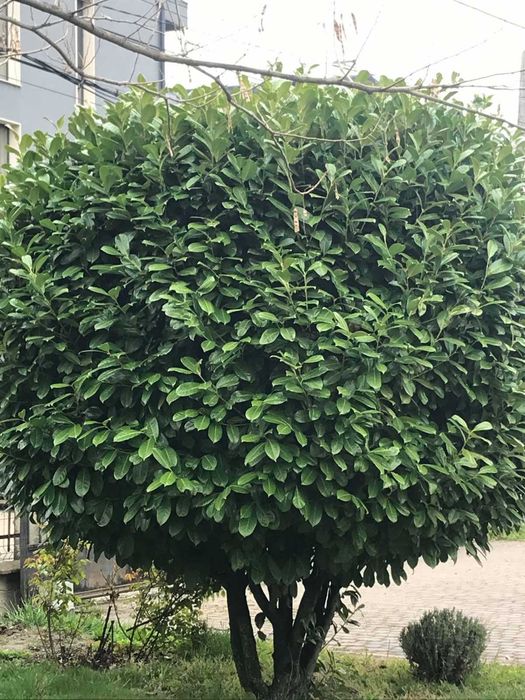 Продавам лавровишна