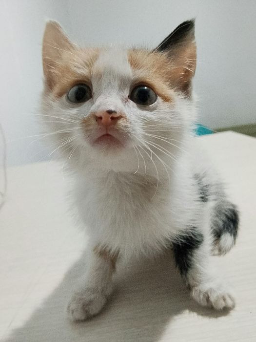 Отдам котят в хорошие руки