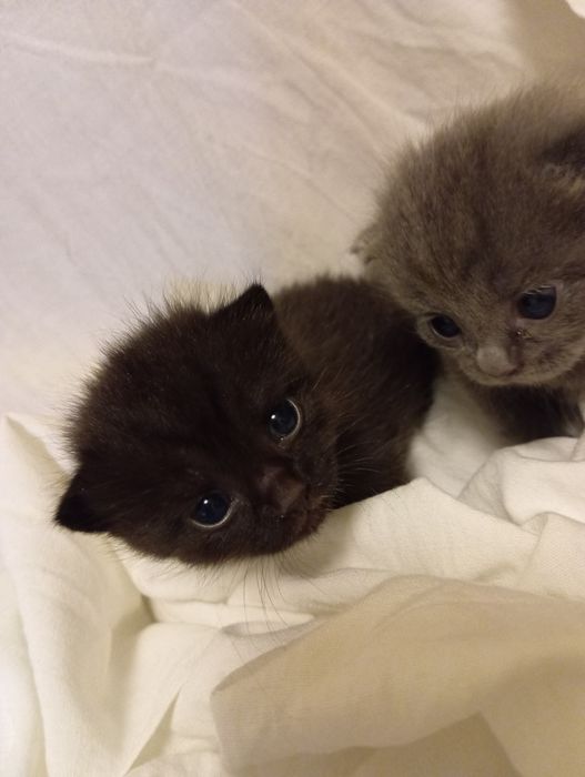 Котята британцы веслоушки